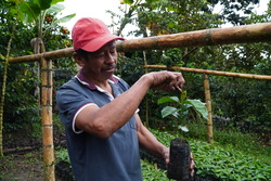 Justiniano Pencué tient l’un des plants de café de sa pépinière, dans la région de Inzá, dans le département du Cauca, en Colombie. © J.M. Vargas / HI