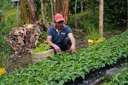 Justiniano Pencué dans sa pépinière de plants de café, dans la région de Inzá, dans le département du Cauca, en Colombie. © J.M. Vargas / HI