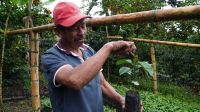 Justiniano holds a coffee plant in his hand and smiles.
