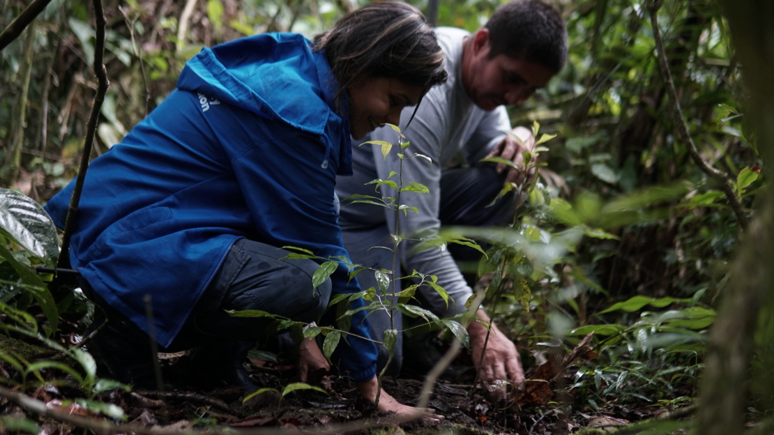 Deux employés deHI, une femme et un homme, sont accroupis en forêt et plantent des jeunes pousses d'arbres.