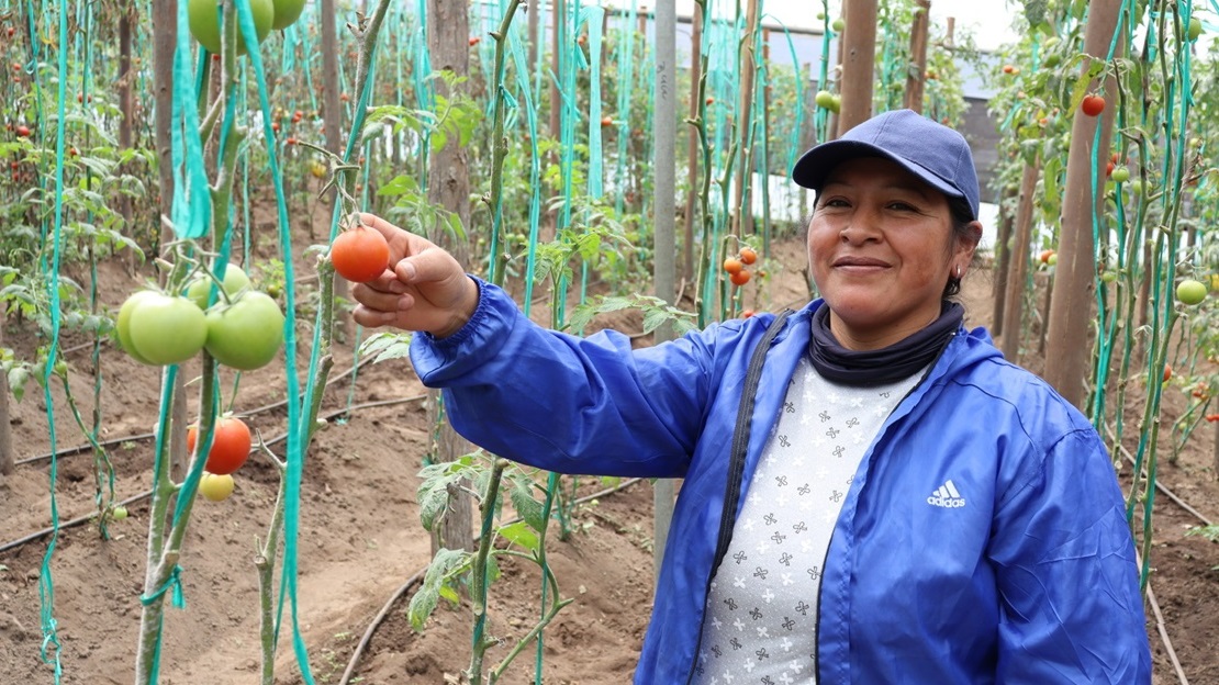 Une femme se tient dans un jardin potager, elle tient un plant de tomates.