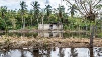 Image d’archive : destructions suite au passage de l’ouragan Matthew en Haïti, 2016. Photo d'un paysage de campagne inondé avec de grandes flaques d'eau et de la végétation à terre.