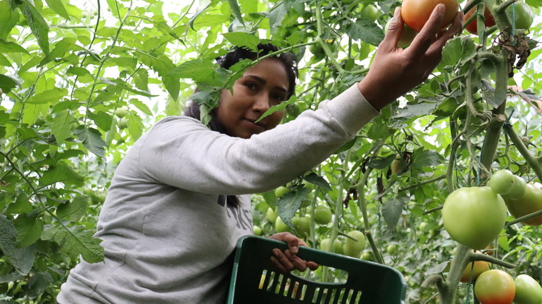 Une habitante cueille des tomates dans l’une des quatre serres construites par HI à Chaparral.