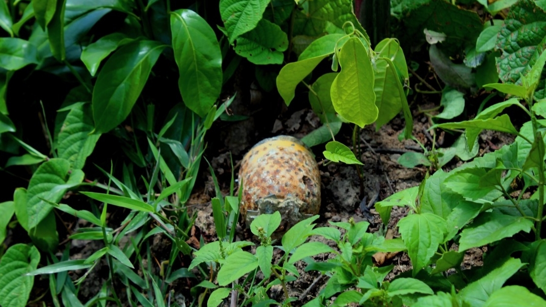 Une sous munitin dans une forêt au Laos  